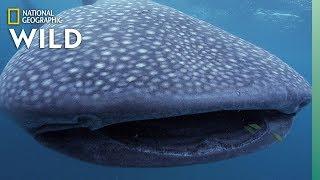 5 Big Sharks That Rule the Sea  Nat Geo Wild