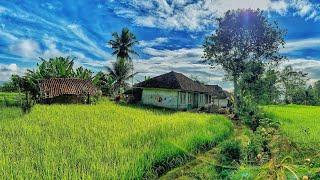 Suasana Pagi di Kampung Yang Tenang  Indah Pemandangan Alam Desanya  Pedesaan Sunda Jawa Barat