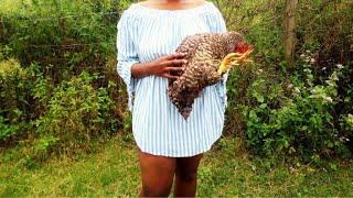 Beautiful Woman Slaughtering Chicken With Bare Hands