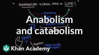 Overview of metabolism Anabolism and catabolism  Biomolecules  MCAT  Khan Academy