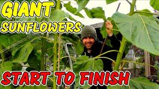 How to grow GIANT Sunflowers from Seed  START TO FINISH  UK