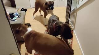 Flight of the Wigglebutt Boxer dogs so excited
