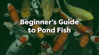 Beginner’s Guide to Pond Fish Stocking Feeding and Health Tips