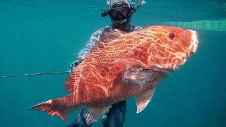 Insane Day Spearfishing Oil Rigs & Wrecks for HUGE Snapper & Cobia  Catch Cook  Gulf of Mexico