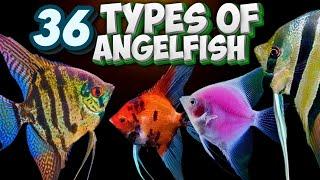 36 Different Types of Angelfish You Should Know About Pterophyllum