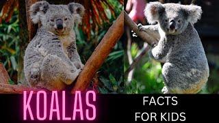 KOALAS - FACTS FOR KIDS