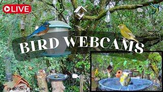 LIVE  Bird Cams 247 ｜Caméras oiseaux 247 4K  7am ️ DAY ️  7pm ️ NIGHT 