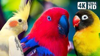 Wonderful Small Parrots  Soothing Nature Scenes  Stress Relief  Relaxing Bird Sounds  Calm Time