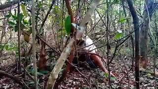 Viral -Ketangkap Basah Di Gerebek Warga Lagi Mesum Di Tengah Hutan