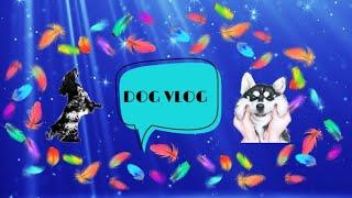 DogVlog  прогулка с собаками на Каму.Русский спаниель