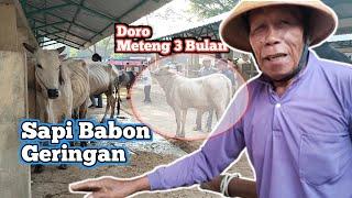DORO METENG HARGA 12 JUTA‼️Sapi Babon Geringan Harga Mulai 95 Juta di Pasar Munggi Semanu‼️