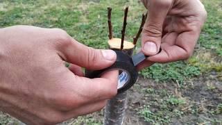 прививка абрикоса простой проверенный способ  grafting tree