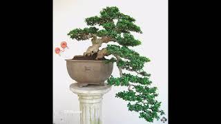 inspirasi bonsai air terjun cascade