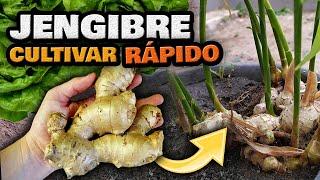 Como Plantar o CULTIVAR JENGIBRE en Casa EN UNA MACETA  Sembrar Jengibre Fácil y Rápido