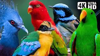 Most Beautiful Birds of Indonesia  Colourful Birds  Relaxing Nature Sounds  Breathtaking Nature