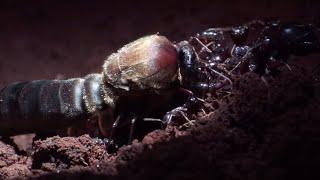 Why is this Male Ant Pulling His Own Wings Off?  Natural World Ant Attack  BBC Earth