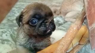 cute funny puppieslife journeyimported breed pug puppies in PakistanMoina pet vlog 