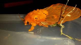 Borneo Lepidoptera - Moths and Butterflies  Schmetterlinge und Nachtfalter