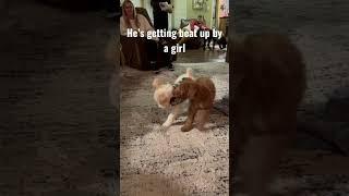 Intense battle #funnydogs #dogfight #fight ￼