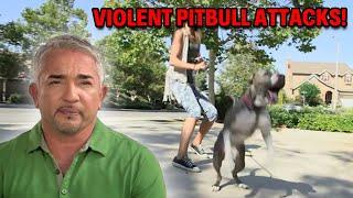 Pitbull’s Aggression Leads To Veterinarian Visit  Cesar 911 Season 2 Ep. 12