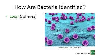 Bacteria  Science Lesson