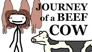 The Journey of a Beef Cow