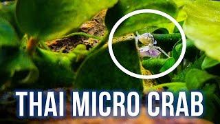 Thai Micro Crabs – Best Oddball Invertebrate?