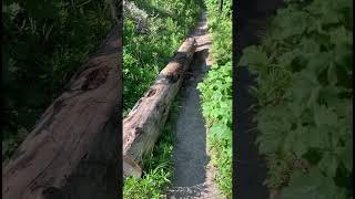 Hiking at Crooked River Trail in Idaho - Narrated version