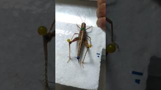 Insect pinning  Locust or grasshopper  Answer it in comment....