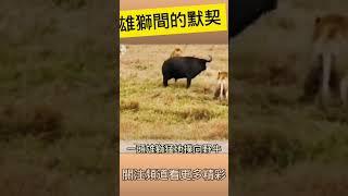雄狮 vs水牛 male Lion vs Buffaloes 1