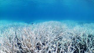 Mass Coral Bleaching 2024 Great Barrier Reef Reel in 8K RED RAW