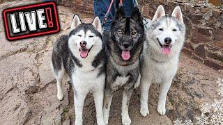 Husky Hangout LIVE  LIVE Q & A With our Siberian Huskies