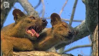 My Favorite Animal - Fossa Fouche cryptoprocta ferox