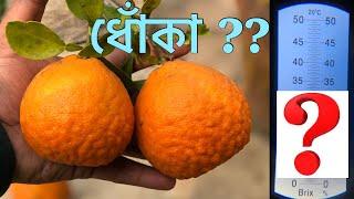 নাগপুরী কমলা লাগিয়ে কি ধোঁকা খেলাম ?  নাগপুর কমলা  Nagpur orange