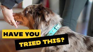 UNLEASH Your Dog’s Potential HOW to LURE Your Dog 