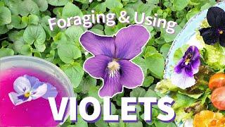 Foraging Violets Identifying Harvesting Drying and Uses 