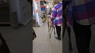 Dog got inside HOME DEPOT store