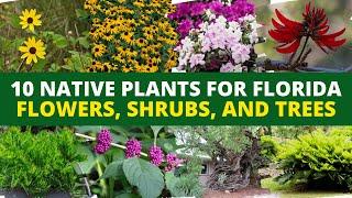 10 Native Plants for Florida Flowers Shrubs and Trees 