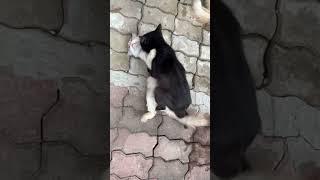 Cute Cats Mating Part 3  Crazyket Channel