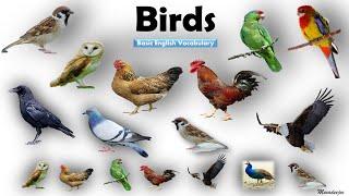 Birds Name  Birds Name in English  Basic English Learning  Unit # 10