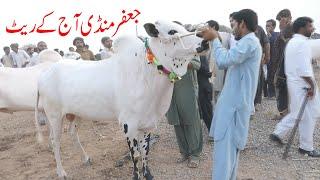 Jaffar Mandi 2024 latest update 14Jun-2024-Part01 Sunny Video Fateh Jang Cow Mandi 2024