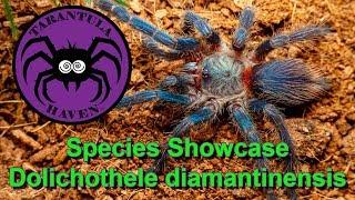 Species Showcase  Dolicothele diamantinensis