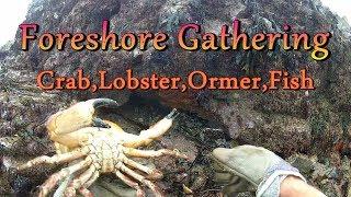 Foreshore Gathering - Ormer  Abalone  Crab Lobster Fish