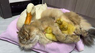 The kitten stole three little ducks Mother duck is very anxious.It was so funny and cute at the end