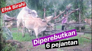 CIRI-CIRI SAPI BIRAHI  EFEK BIRAHI DIKEROYOK 6 EKOR PEJANTAN  COWVLOG #08