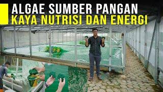 Budidaya Alga Tumbuhan Kaya Nutrisi Sebagai Solusi Krisis Pangan Lingkungan dan Pupuk