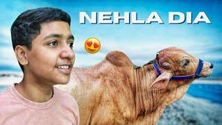 GAYE KO NEHLA DIA   With Brother  Bakra Eid  Bakra  Cow  Qurbani 2024  Vlog 