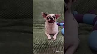 СКИДКА дети от нашего чемпиона  Елисея Кастропуло в продаже #собака #puppy #chihuahua