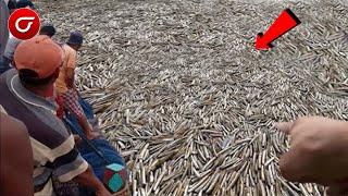 WARGA MADURA HEBOH Ribuan Hewan Berbentuk Aneh Tiba2 Penuhi Pantai Dalam Semalam