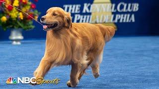 National Dog Show 2019 Best in Show Full Judging  NBC Sports